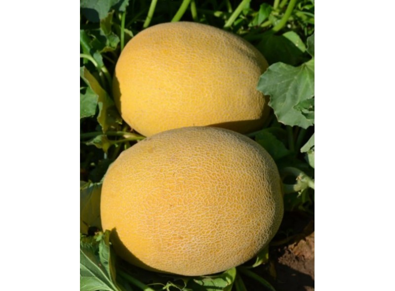 Афродіта F1 250 насіння овальної дині, Libra Seeds, Туреччина Афродіта F1 250 насіння овальної дині, Libra Seeds, Туреччина